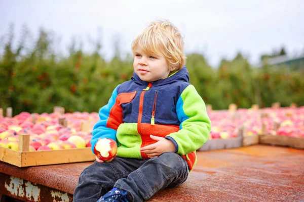 Menino pequeno pegando maçãs vermelhas na fazenda — Fotografia de Stock