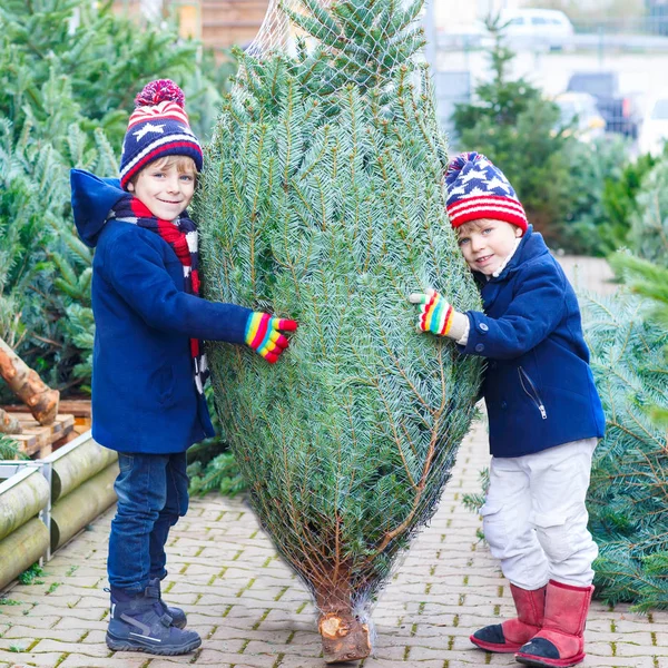 Dva malí kluci kupovat vánoční stromeček v obchodě venku — Stock fotografie