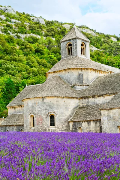Abbaye de Senanque et rangs fleuris fleurs de lavande — Photo