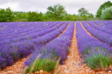 Lavanta alanları yakınında valensole Provence, Fransa.