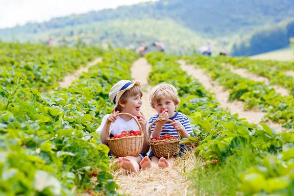 Dos niños hermanos pequeños en la granja de fresas en verano —  Fotos de Stock