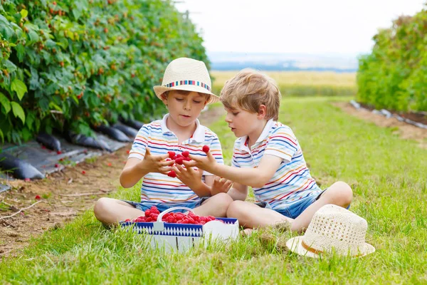 Two little friends, kid boys having fun on raspberry farm