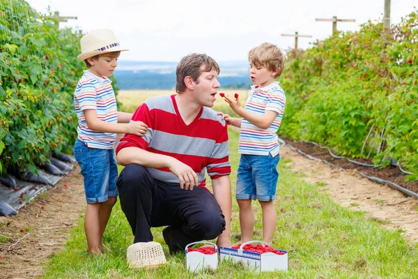 Dos niños pequeños y padre divirtiéndose en la granja de frambuesas — Foto de Stock