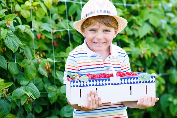 Malý chlapec dítě baví na malinovou farma — Stock fotografie