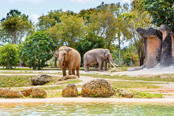 Dois elefantes em um zoológico em dia ensolarado quente — Fotografia de Stock