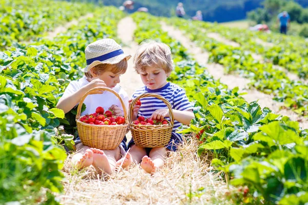 Dva malí sourozenci na jahodové farmě v létě — Stock fotografie