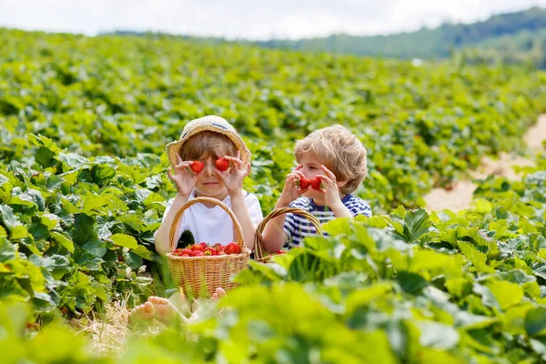 Двоє маленьких хлопчиків-братів на полуничній фермі влітку — стокове фото