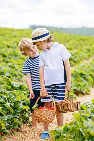 Dois meninos irmãos na fazenda de morango no verão — Fotografia de Stock