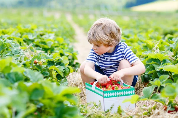 Liten unge pojke plocka jordgubbar på gården, utomhus. — Stockfoto