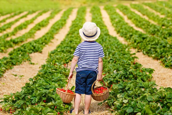 Niño recogiendo fresas en la granja, al aire libre . — Foto de Stock