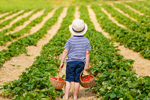 Little kid boy picking strawberries on farm, outdoors.