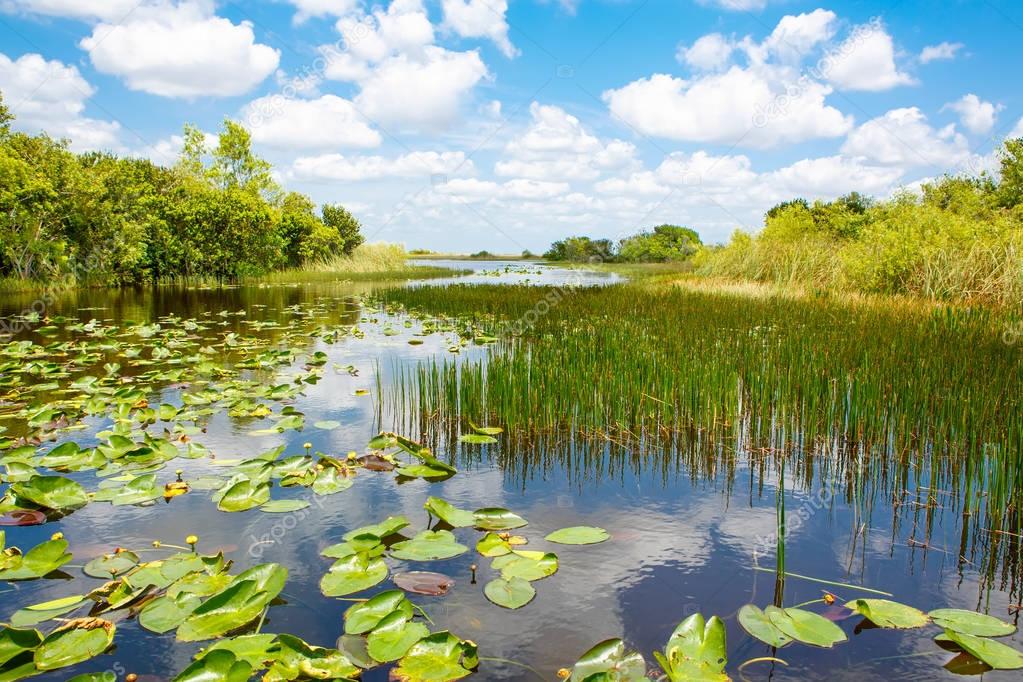 Florida wetland, Airboat ride at Everglades National Park in USA