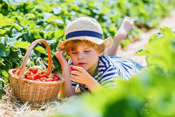 Malý kluk sběru jahod na farmě, venku. — Stock fotografie