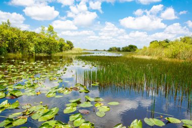 Florida wetland, Airboat ride at Everglades National Park in USA clipart