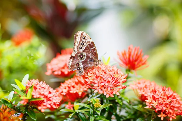 Una imagen de cierre de enfoque superficial de una hermosa mariposa — Foto de Stock