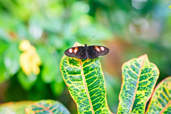 Une image de fermeture de foyer peu profonde d'un beau papillon — Photo