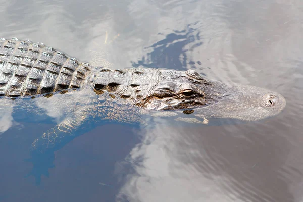 Florida sulak Amerikan timsah. Everglades Ulusal Parkı içinde Usa.