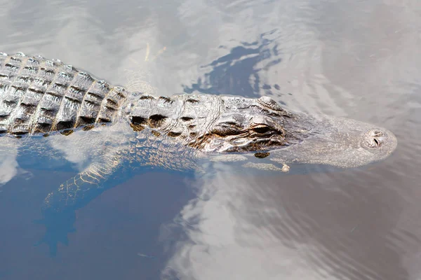 Amerikai aligátor Florida mocsári. Everglades Nemzeti Park, Amerikai Egyesült Államok. — Stock Fotó