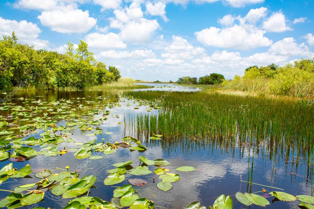 Florida wetland, Airboat ride at Everglades National Park in USA