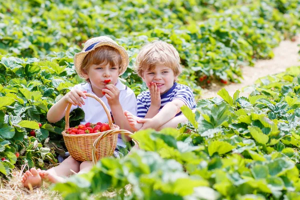 Two little sibling boys on strawberry farm in summer — Stock Photo, Image