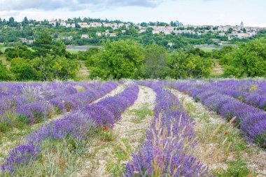 Lavanta alanları yakınında valensole Provence, Fransa.