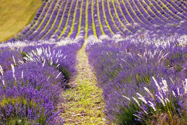 Campos de lavanda perto de Valensole em Provence, França . — Fotografia de Stock