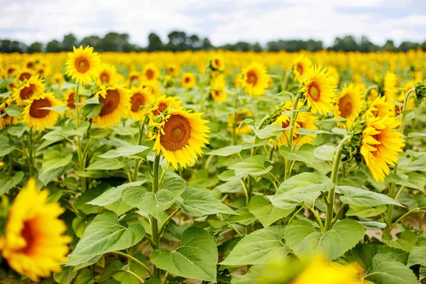 Campo de girassol, Provença no sul da França . — Fotografia de Stock