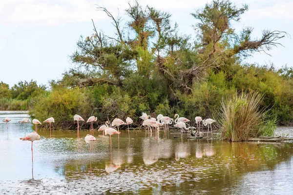 Dzikie ptaki flamingo w jeziorze w Francji, Camargue, Prowansja — Zdjęcie stockowe