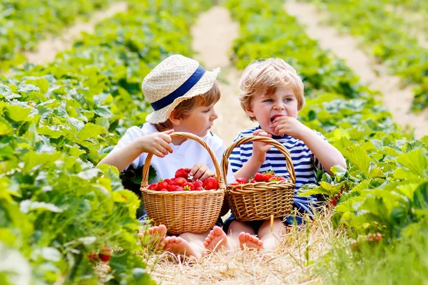 Two little sibling boys on strawberry farm in summer — Stock Photo, Image