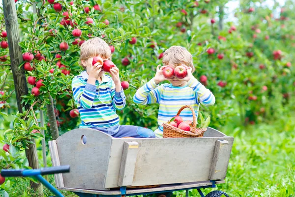 Två kids lite pojkar plockar röda äpplen på gården hösten — Stockfoto