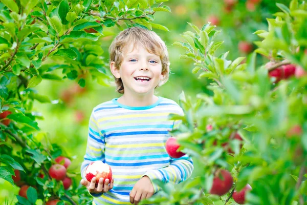 Niño pequeño recogiendo manzanas rojas en la granja otoño — Foto de Stock