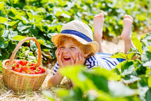 Liten unge pojke plocka jordgubbar på gården, utomhus. — Stockfoto