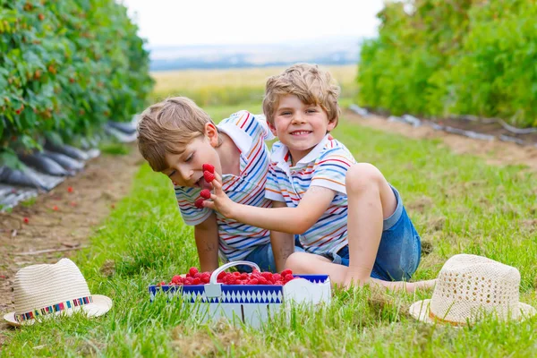 Dva malí kamarádi, kluci se baví na malinové farmě — Stock fotografie