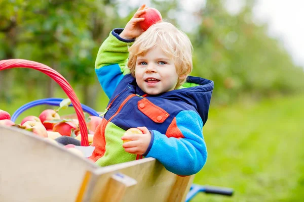 幼児男の子の農場で赤いリンゴを拾う — ストック写真