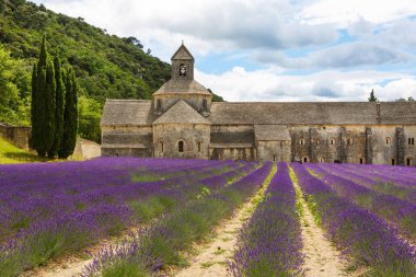 Abbey, senanque ve çiçek açan lavanta çiçekleri satırlar
