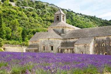 Abbey, senanque ve çiçek açan lavanta çiçekleri satırlar