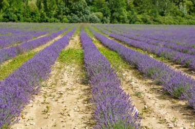 Lavanta alanları yakınında valensole Provence, Fransa.