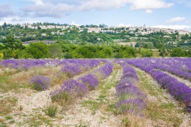 Lavanta alanları yakınında valensole Provence, Fransa.