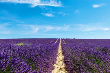 Lavanta alanları Valensole Provence, Fransa yakınındaki çiçek açan.