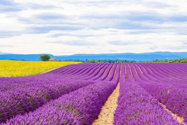 Çiçek açması lavanta ve ayçiçeği alanlarında Provence, Fransa.