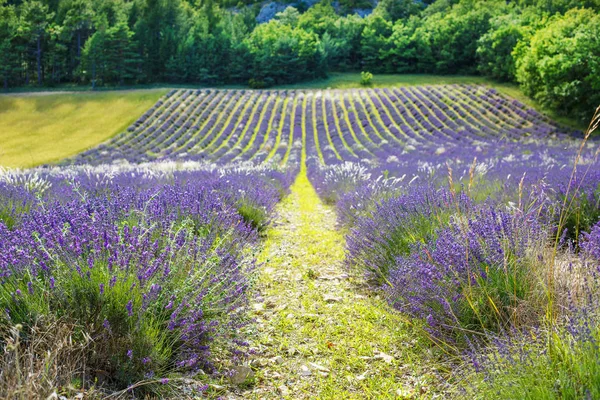 Levandulové pole poblíž valensole v provence, Francie. — Stock fotografie