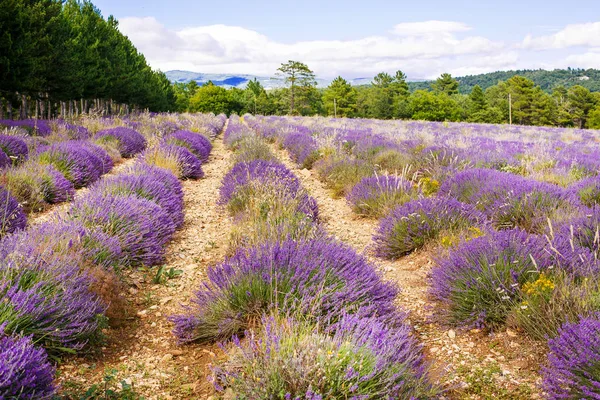 Лавандовые поля рядом с Valensole в Провансе, Франция . — стоковое фото