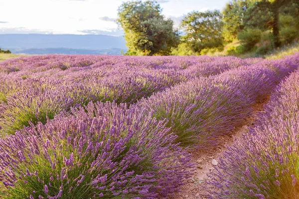 Lavanta alanları yakınında valensole Provence, Fransa. — Stok fotoğraf