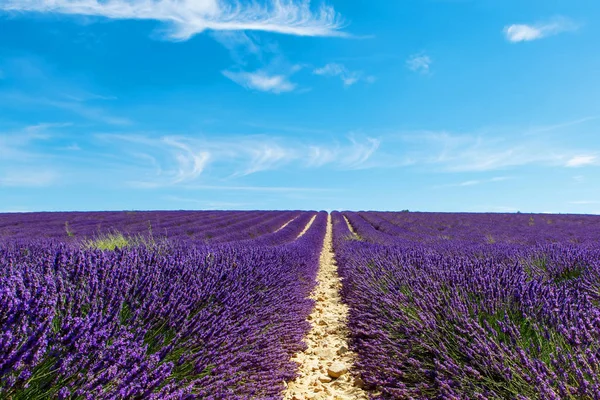 Fioritura campi di lavanda vicino Valensole in Provenza, Francia . — Foto Stock