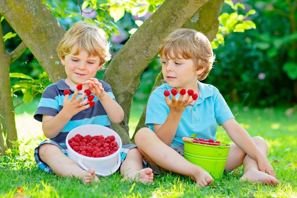 Två små vänner, kid pojkar ha kul på hallon gård i sommar — Stockfoto