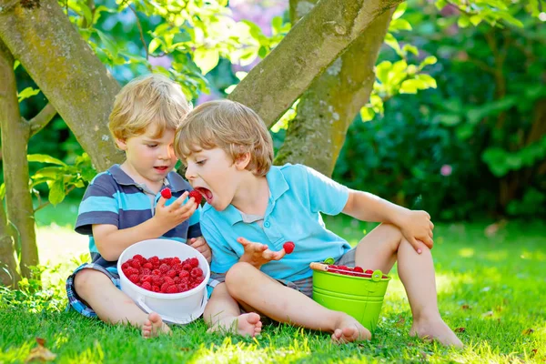Два маленьких друга, мальчишки веселятся на малиновой ферме летом — стоковое фото