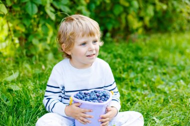 küçük çocuk çocuk organik blueberry alanı çiftlikte taze çilek toplama
