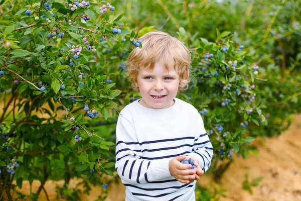 Menino pequeno colhendo bagas frescas na fazenda de campo de mirtilo orgânico — Fotografia de Stock