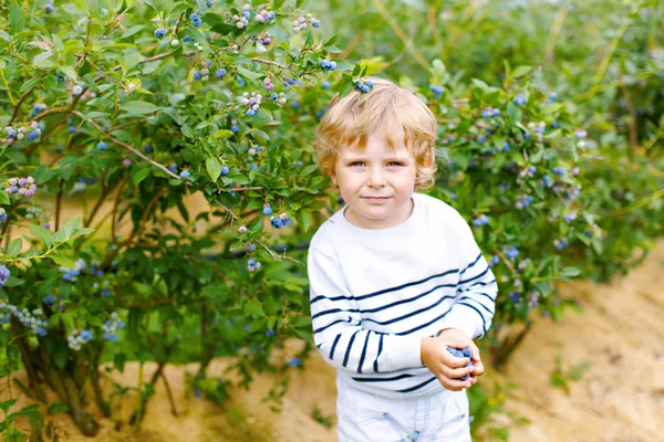 Mały chłopiec dziecko czepiam świeże jagody blueberry organiczny pole farm — Zdjęcie stockowe