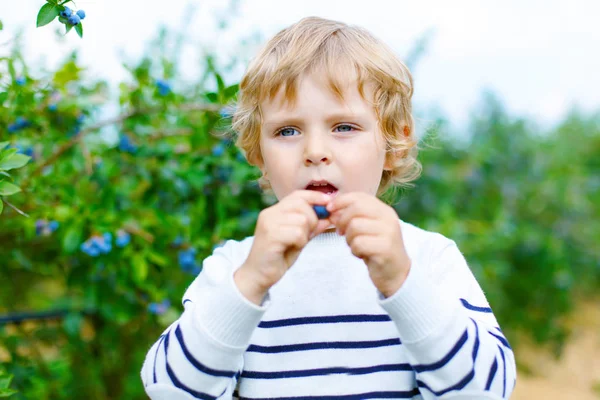 Niño recogiendo bayas frescas en granja de campo de arándanos orgánicos —  Fotos de Stock